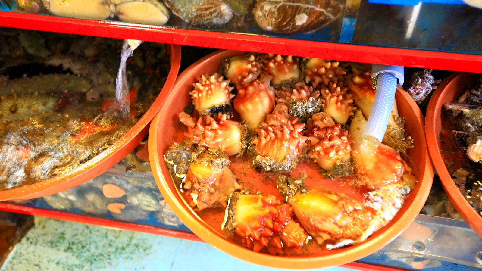 Busan Food Guide: 8 Local Dishes You Should Actually Eat