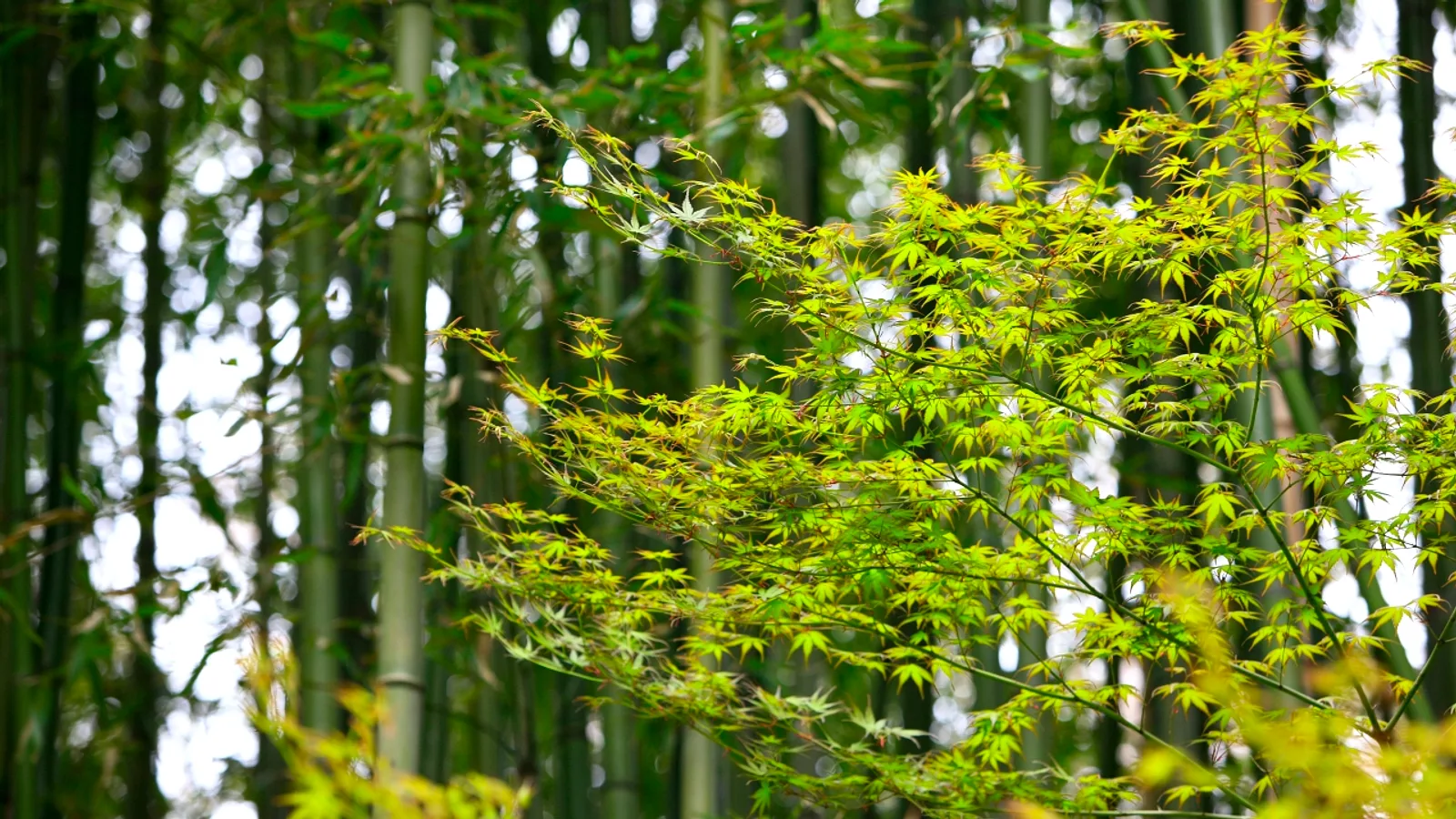Quiet Busan: Beomeosa Temple, Geumjeongsan Fortress and Temple Stay Basics